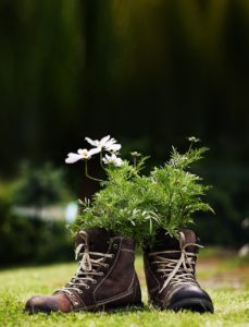 fleurs d'aromatherapie dans chaussure